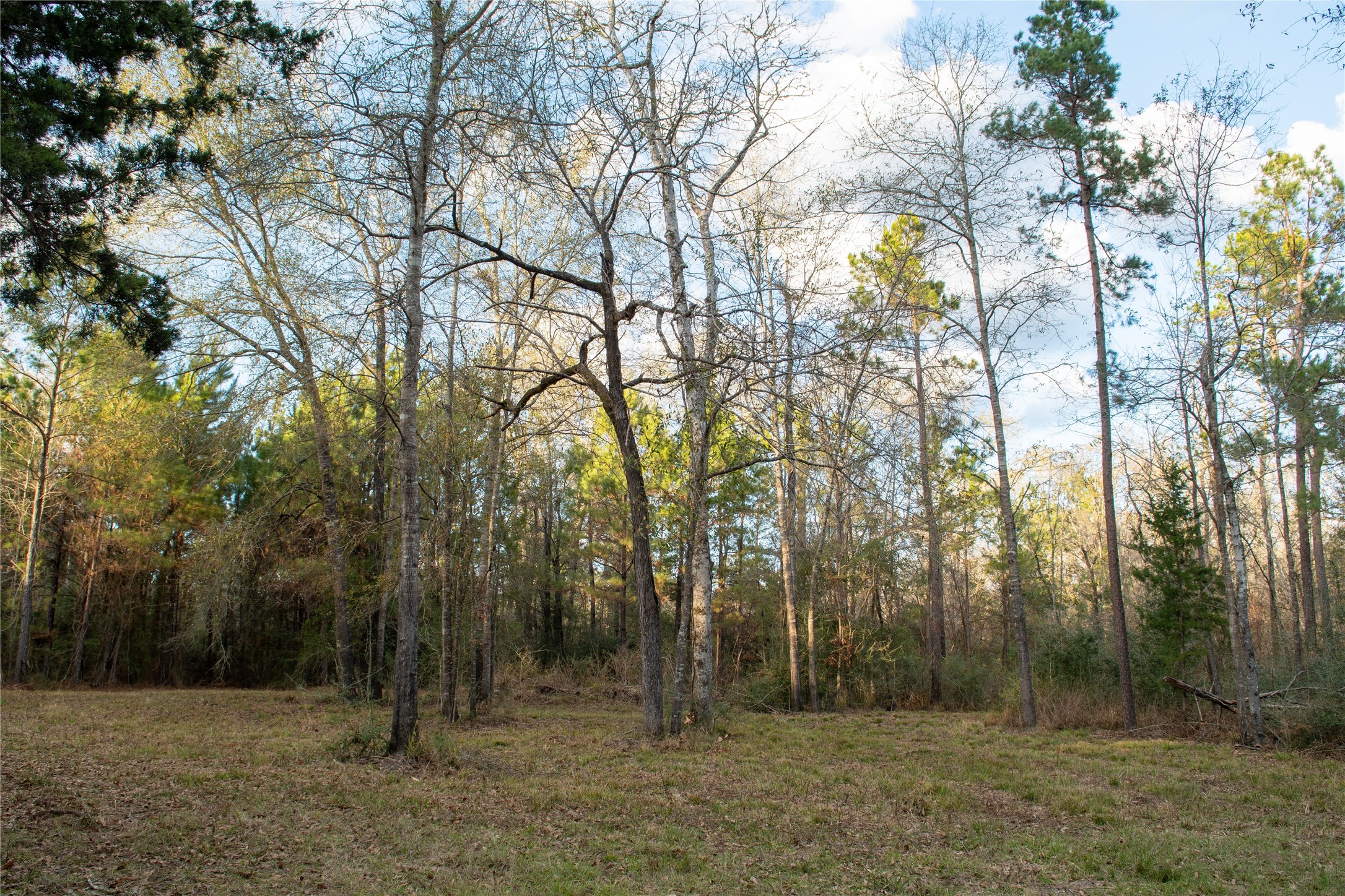 0 Chatfield Road Livingston, TX 77351 - Photo 2 of 28 a view of outdoor space with trees