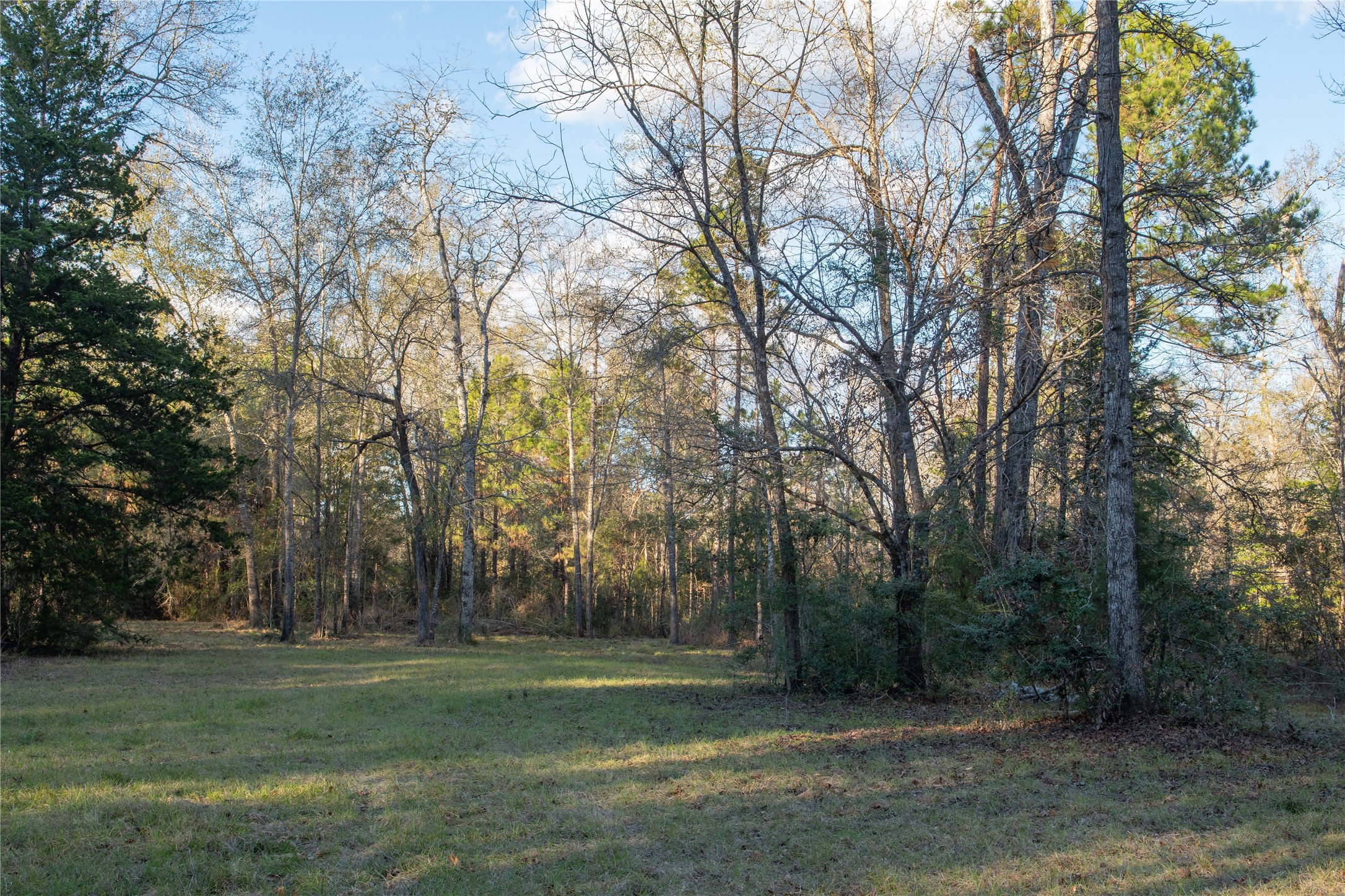 0 Chatfield Road Livingston, TX 77351 - Photo 23 of 28 a big yard with lots of green space and trees