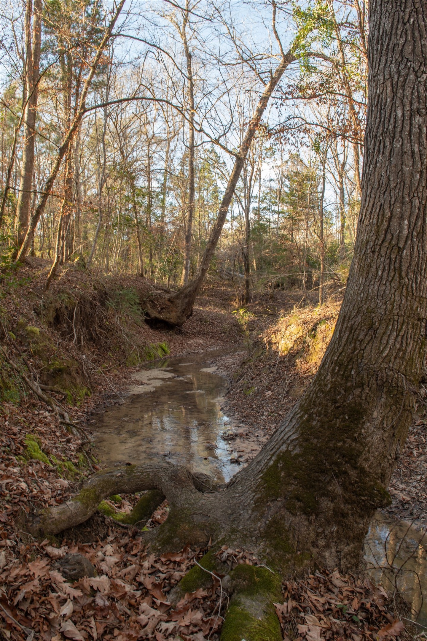 0 Chatfield Road Livingston, TX 77351 - Photo 25 of 28 a backyard of a house with lots of green space