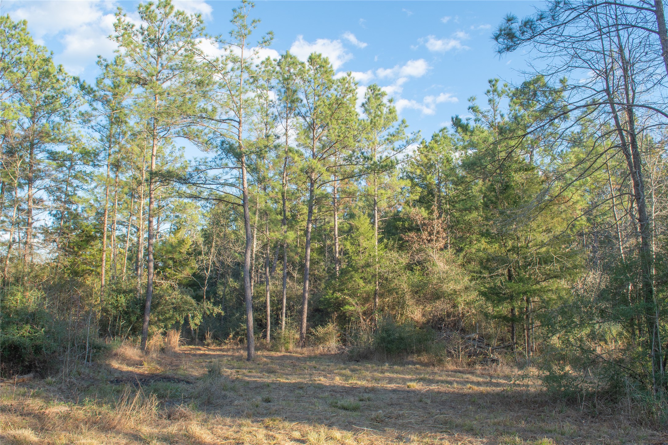 0 Chatfield Road Livingston, TX 77351 - Photo 3 of 28 a view of a yard with large trees