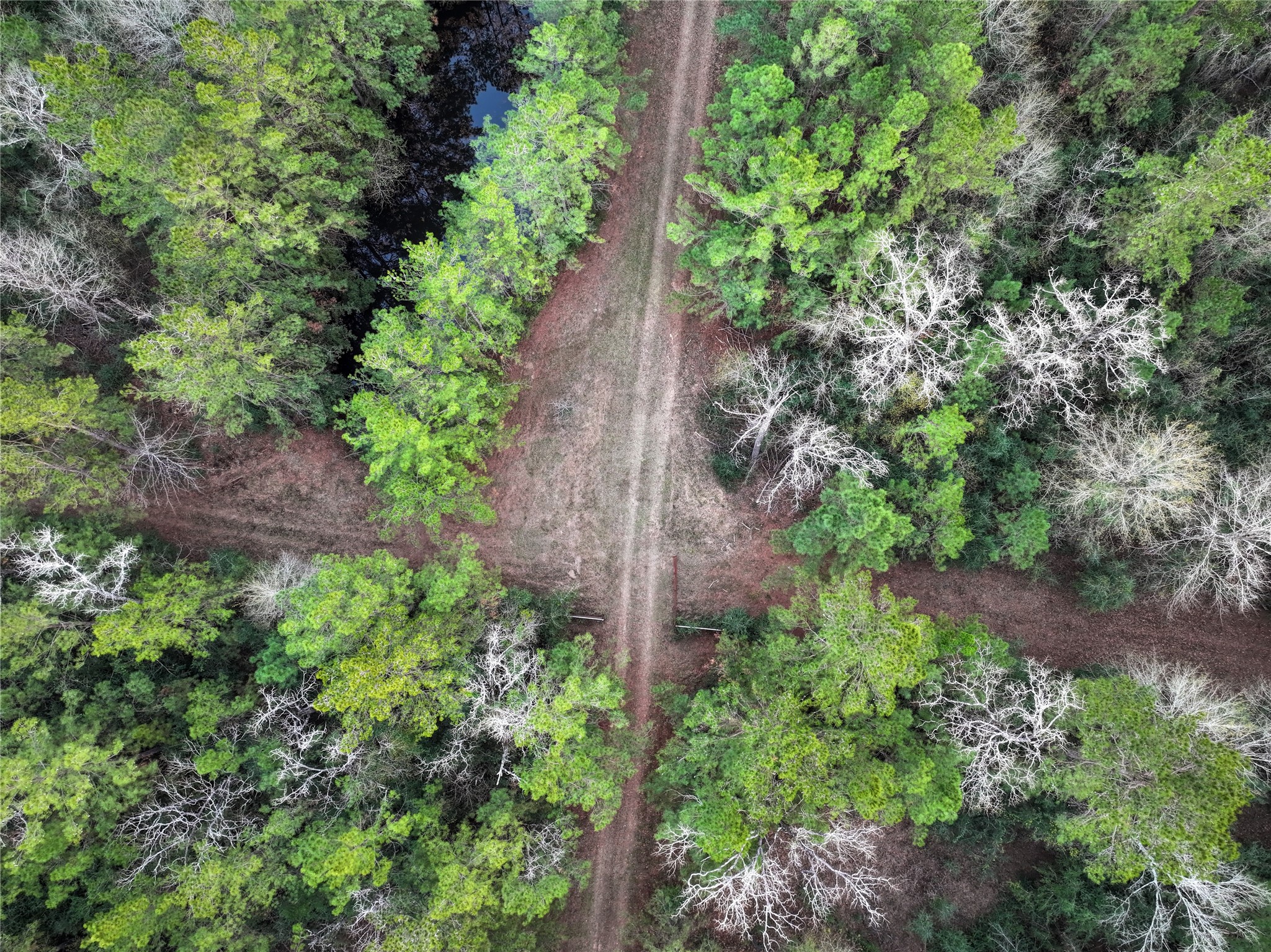 0 Chatfield Road Livingston, TX 77351 - Photo 5 of 28 a view of a garden with plants