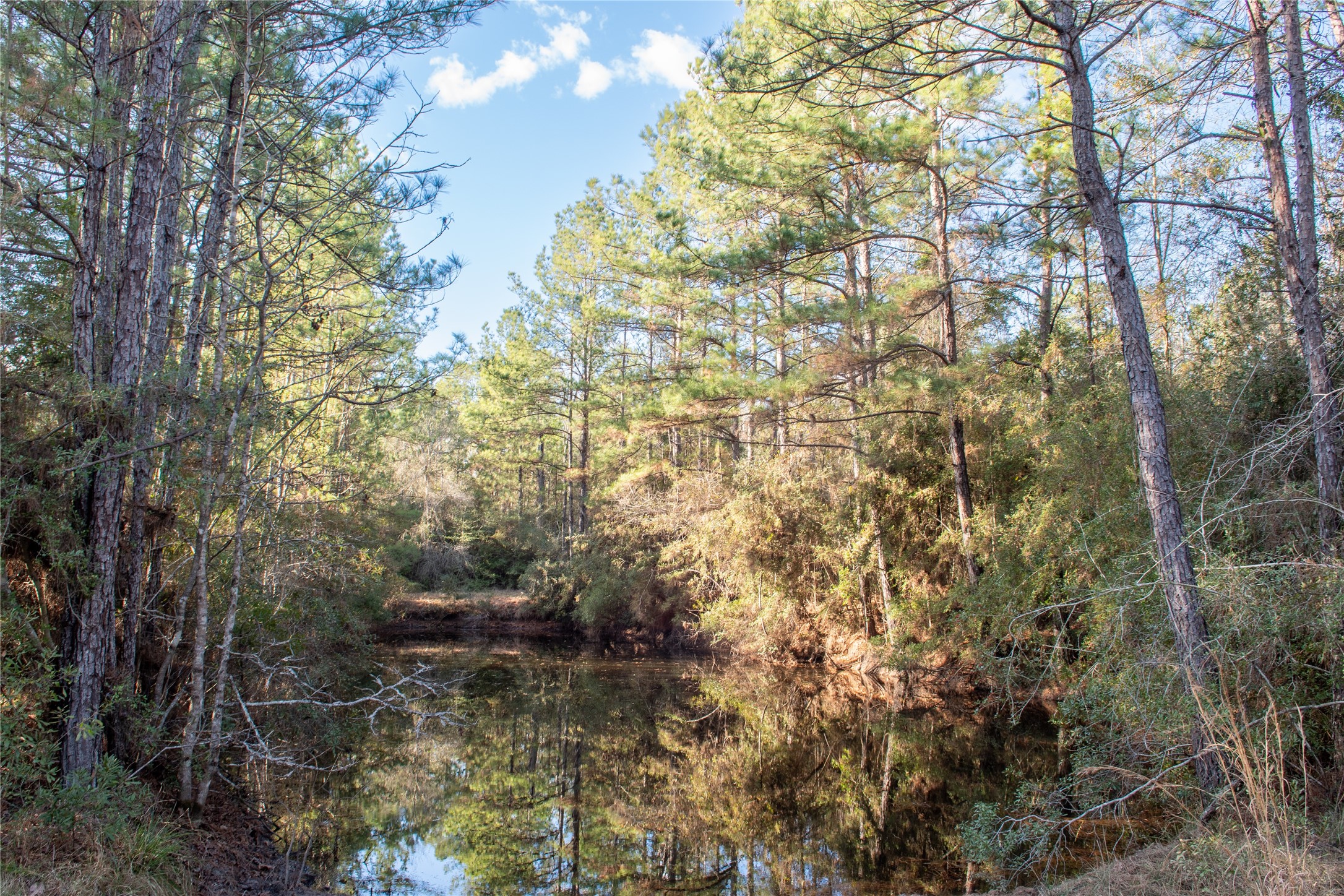 0 Chatfield Road Livingston, TX 77351 - Photo 6 of 28 a view of a forest with a tree