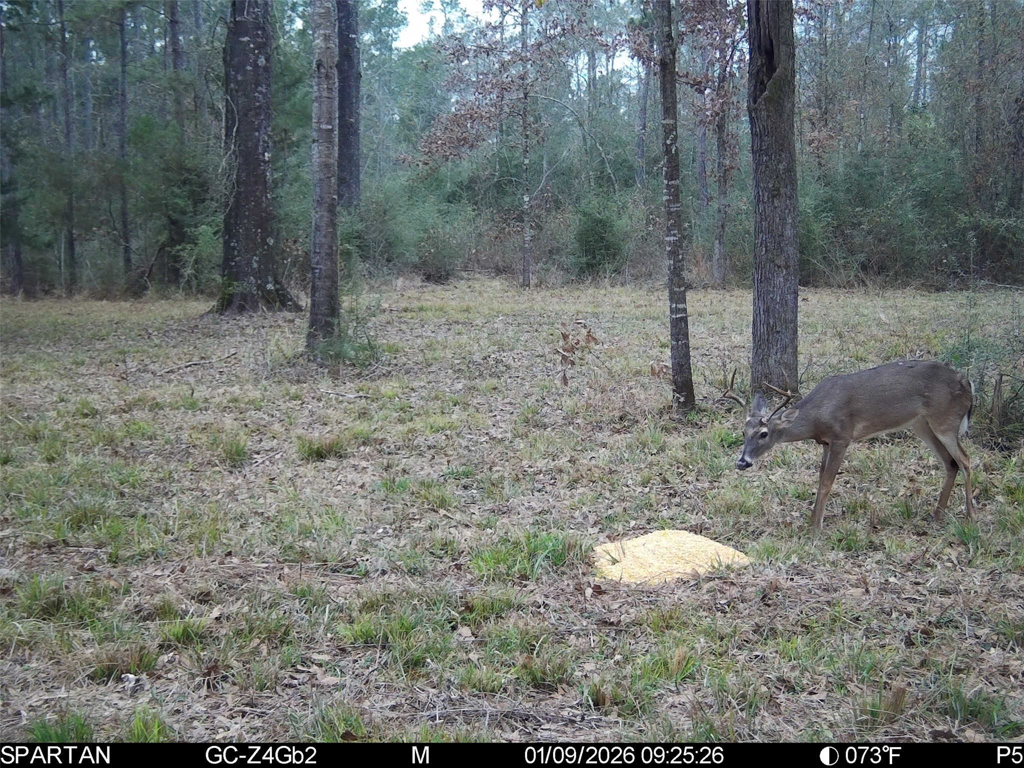 0 Chatfield Road Livingston, TX 77351 - Photo 7 of 28 a view of a forest with trees in the background