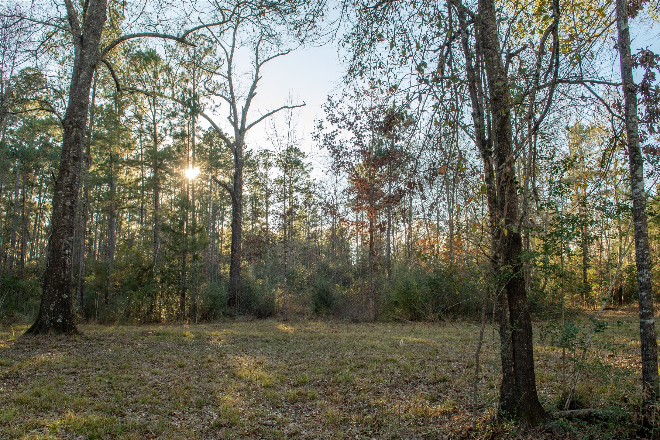 0 Chatfield Road Livingston, TX 77351 - Photo 10 of 28 a view of a forest with trees in the background