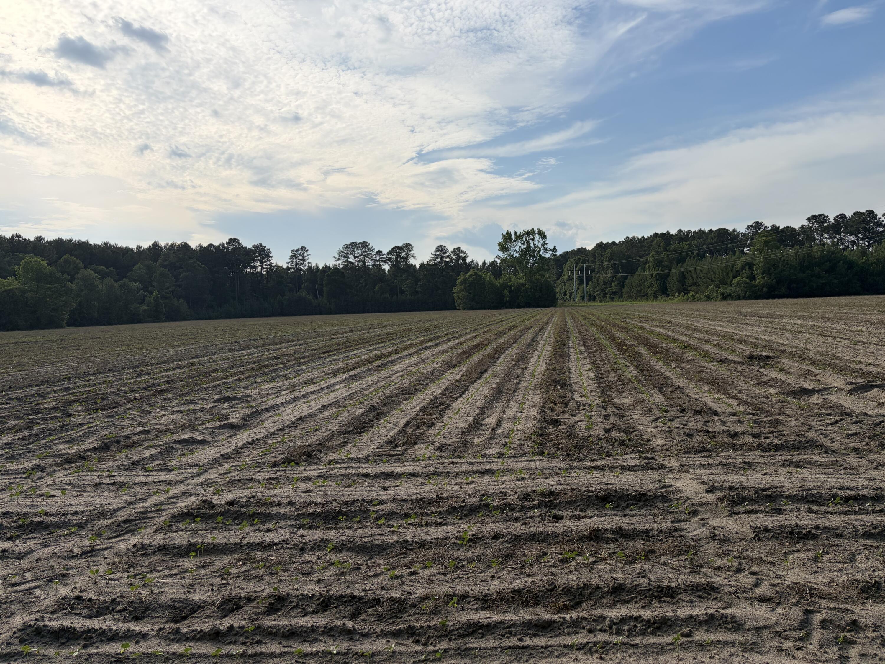 0 Reevesville Reevesville, SC 29471 - Photo 2 of 11 IMG_0340