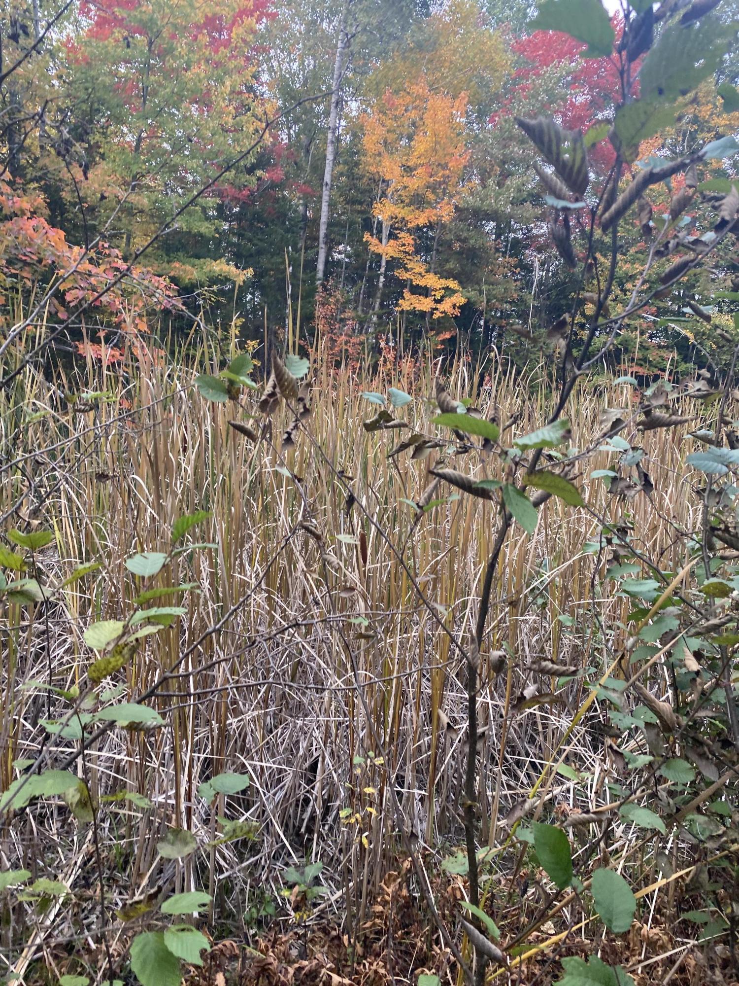 Lot 26 Tom Murray Road Carmel, ME 04419 - Photo 6 of 16 Photo Sep 27, 4 17 15 PM