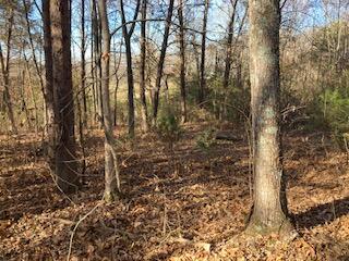 0 Holly Glen Road, Unit 55 Decatur, TN 37322 - Photo 3 of 9 IMG_7443