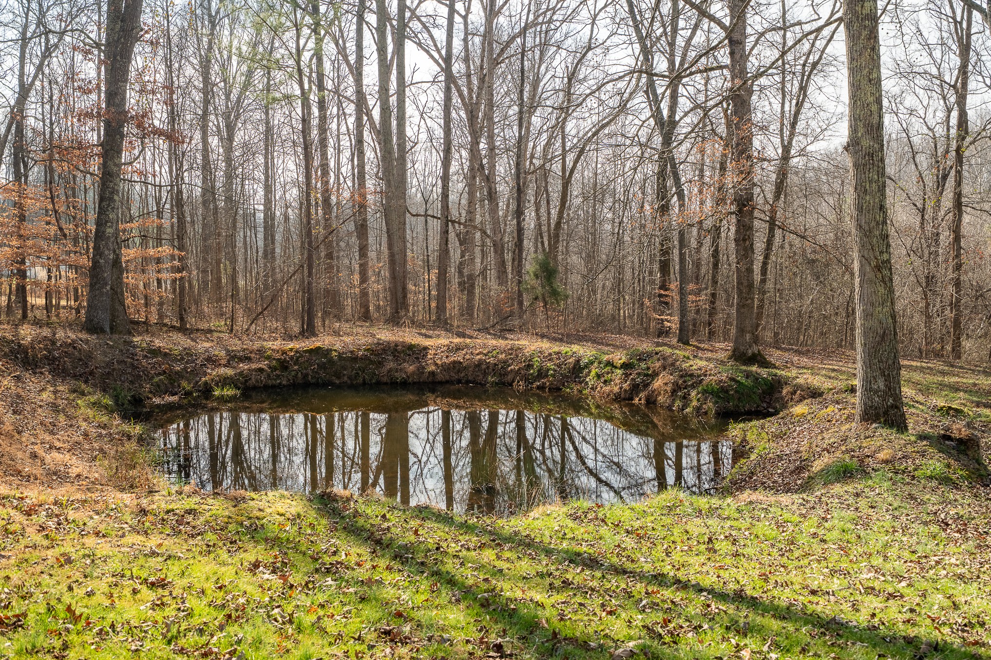 75 Buie Road Summertown, TN 38483 - Photo 26 of 27 a view of swimming pool with a bench and trees