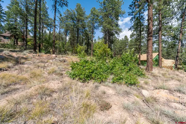 a view of a yard with plants and trees