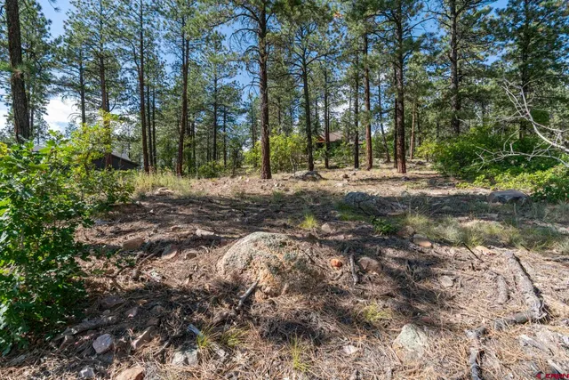 a view of a forest with trees