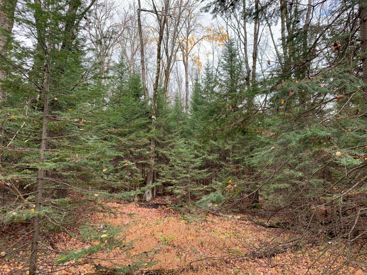 On West Birch Lake Road, Unit LOT 1 Presque Isle, WI 54557 - Photo 6 of 10 Gallery Image 6
