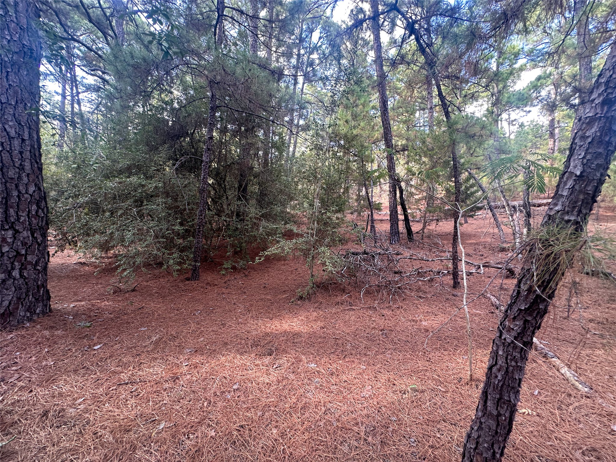 Lot 84 Hill Ridge Drive Bastrop, TX 78602 - Photo 11 of 15 a view of a forest with trees in the background
