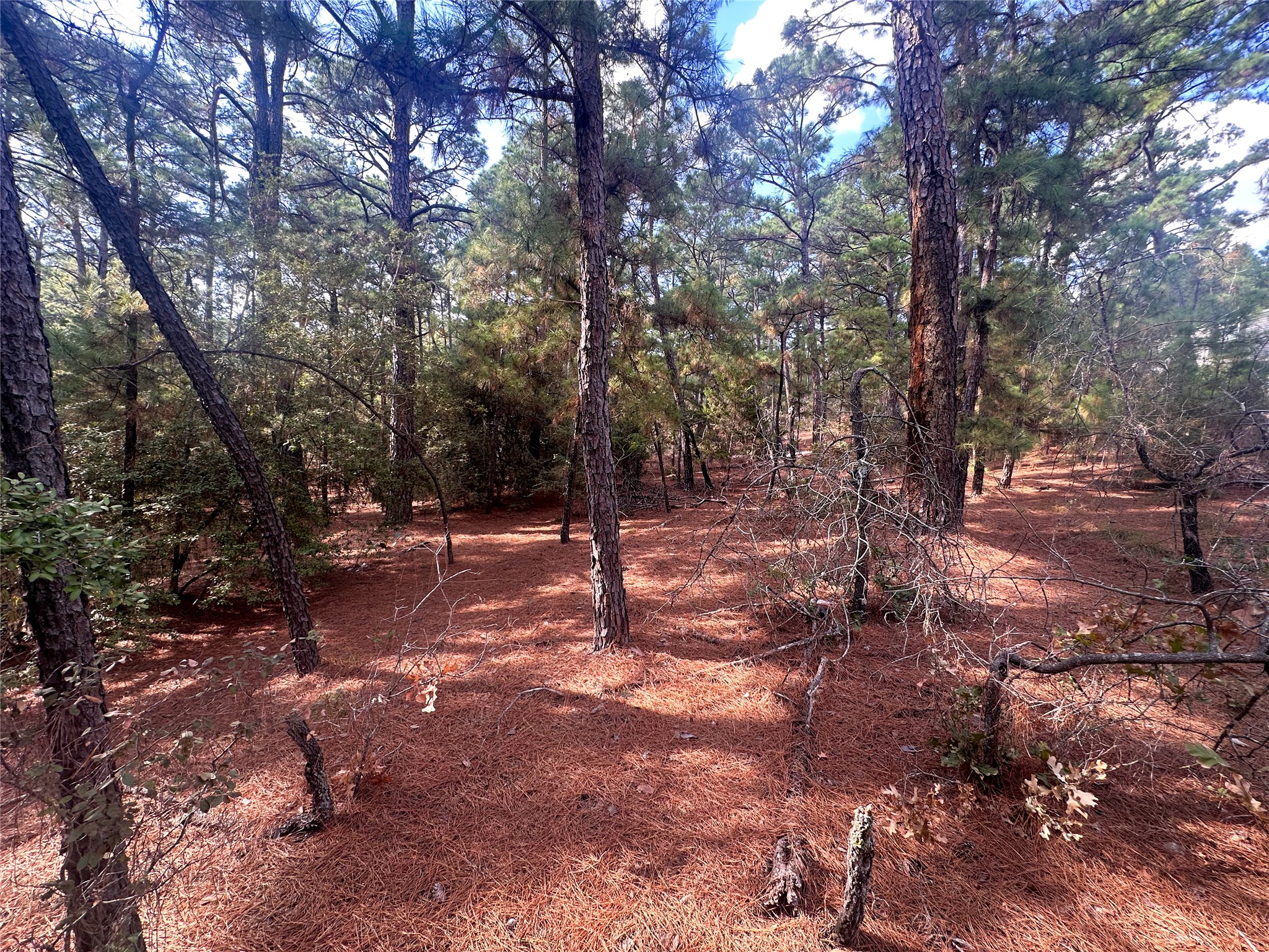 Lot 84 Hill Ridge Drive Bastrop, TX 78602 - Photo 10 of 15 a view of outdoor space with trees
