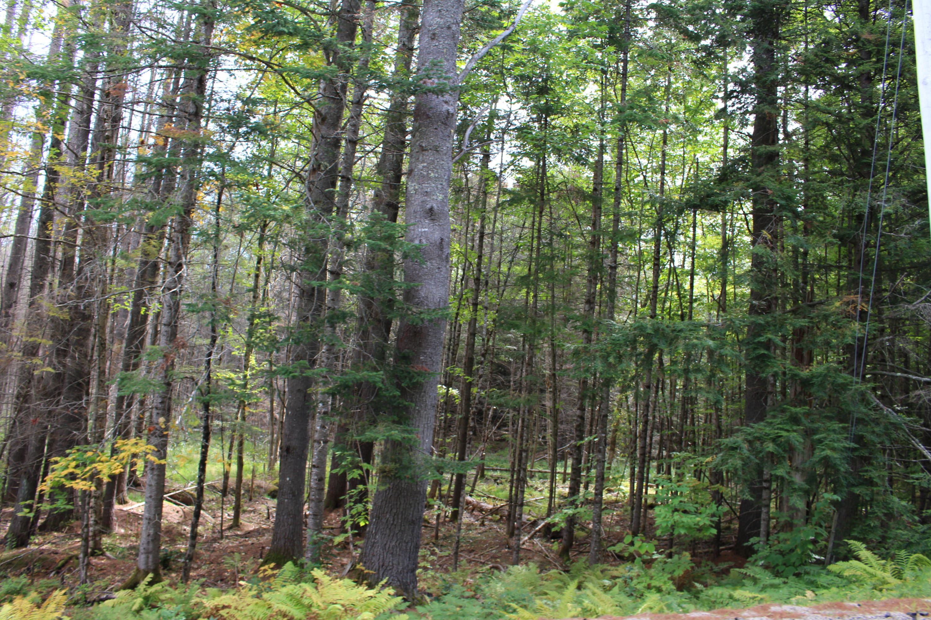 285 B Sweden Road Waterford, ME 04088 - Photo 12 of 14 IMG_0946
