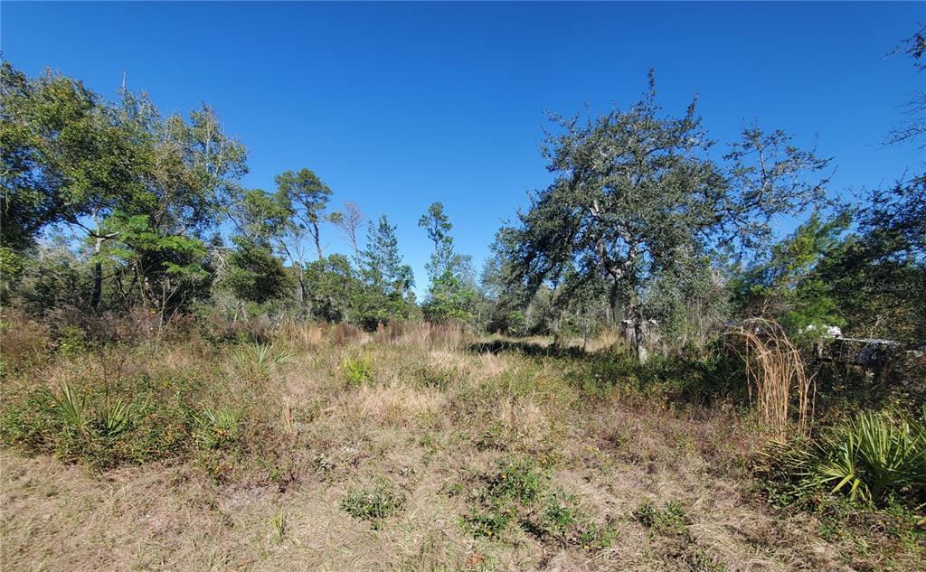 Turkey Road Altoona, FL 32702 - Photo 1 of 1 Gallery Image 1