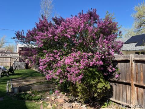 141 3rd Avenue Niwot, CO 80544 - Photo 49 of 49 a small garden covered with lots of flowers and trees