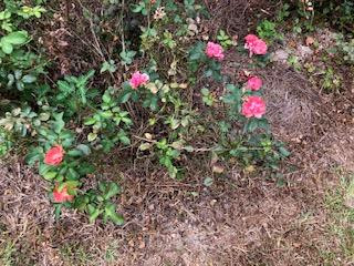 4047 Reeves Road Dearing, GA 30808 - Photo 10 of 18