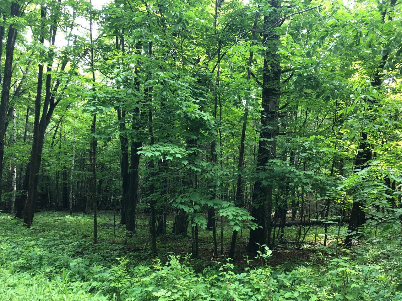 Lot #4 Columbus Lake Road, Unit ON Eagle River, WI 54521 - Photo 16 of 19 Gallery Image 16