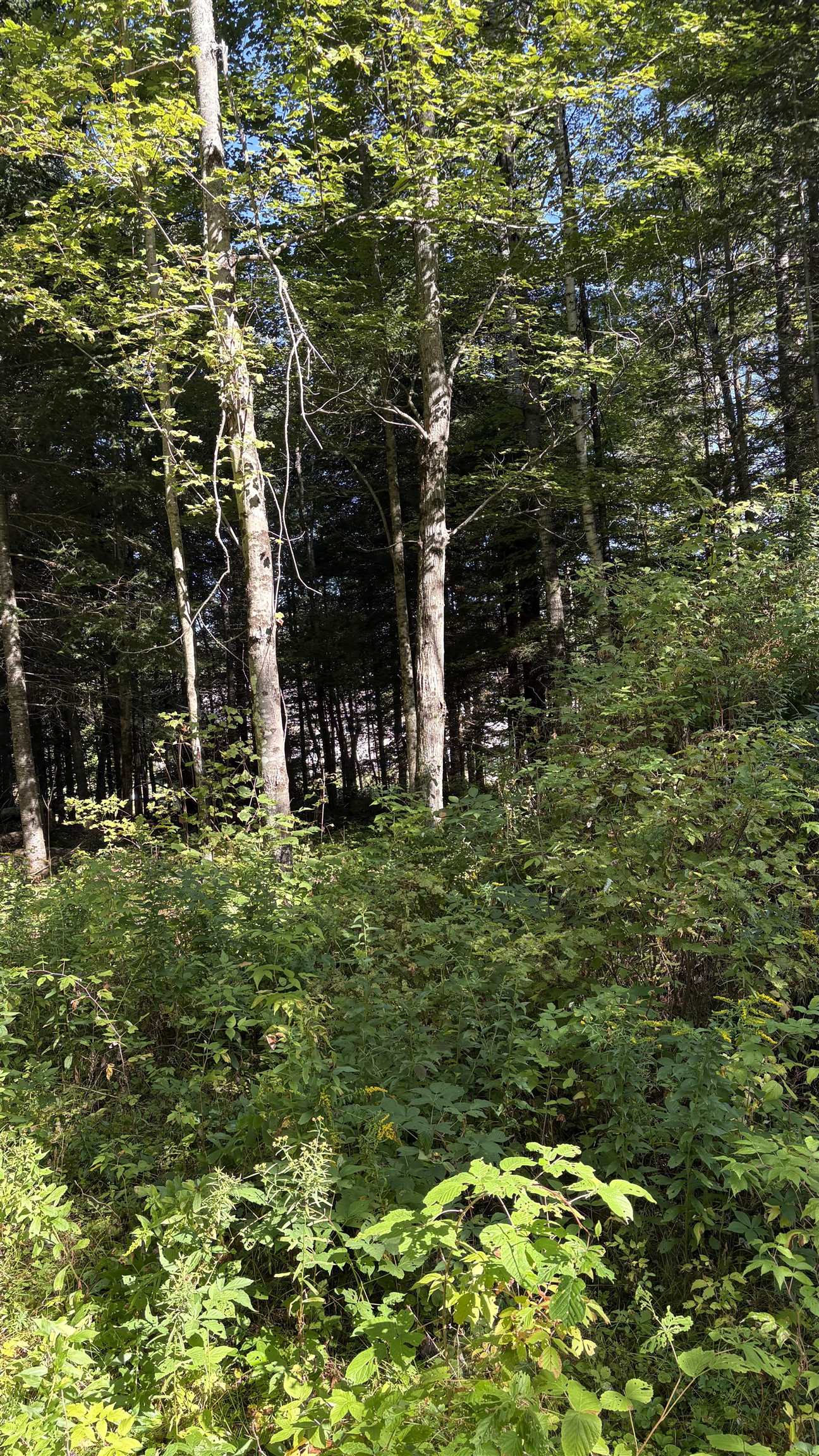 0 Oregon Road, Unit 3 Lisbon, NH 03585 - Photo 2 of 7 Gallery Image 2