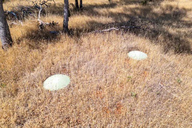a view of outdoor space yard and tree