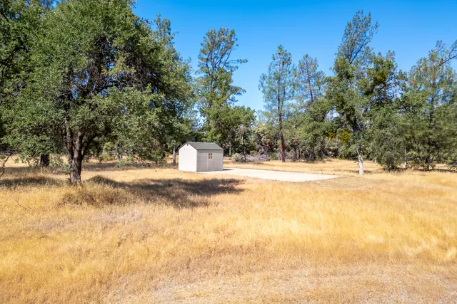 a close up of a tree