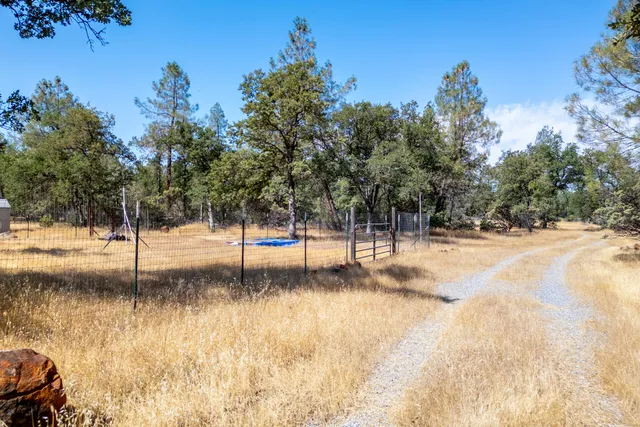 a view of a forest with trees