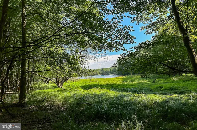 a view of lush green forest