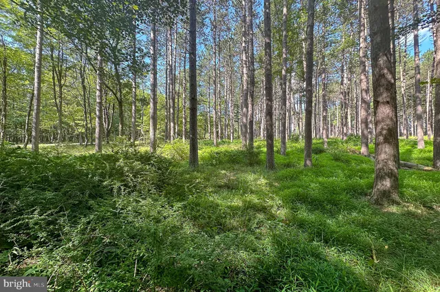 a view of backyard with green space