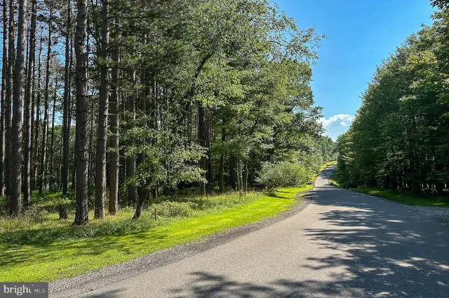 a view of a park with large trees