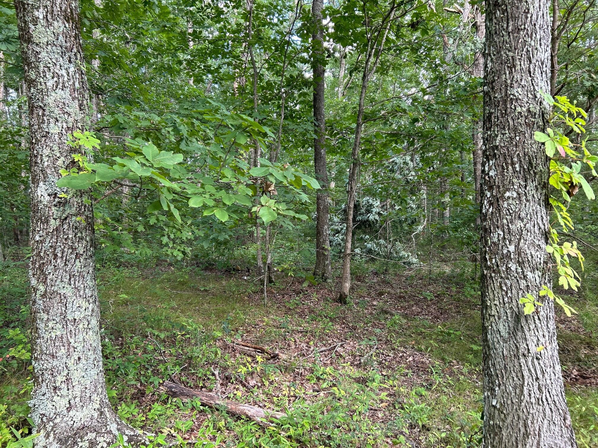16 Raccoon Ridge Road Spring City, TN 37381 - Photo 12 of 12