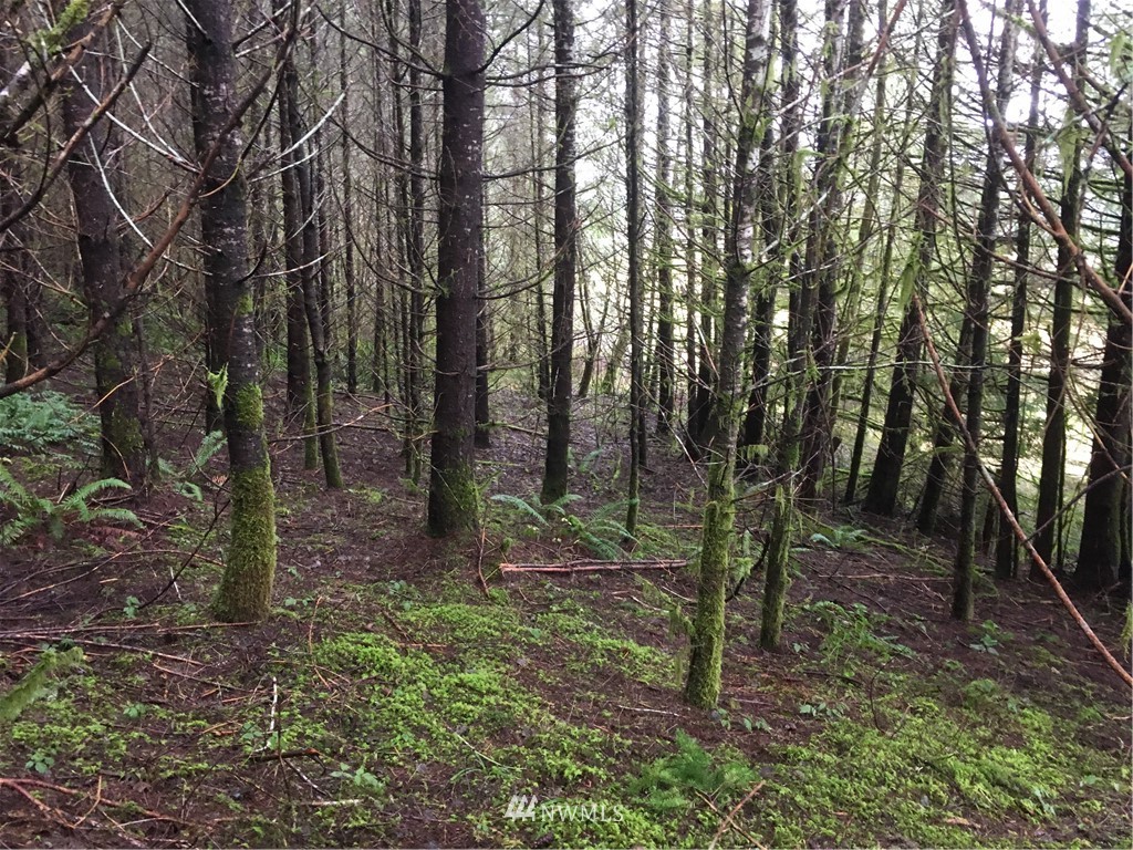 185 X Bunker Creek Road Chehalis, WA 98532 - Photo 11 of 12 Gallery Image 11