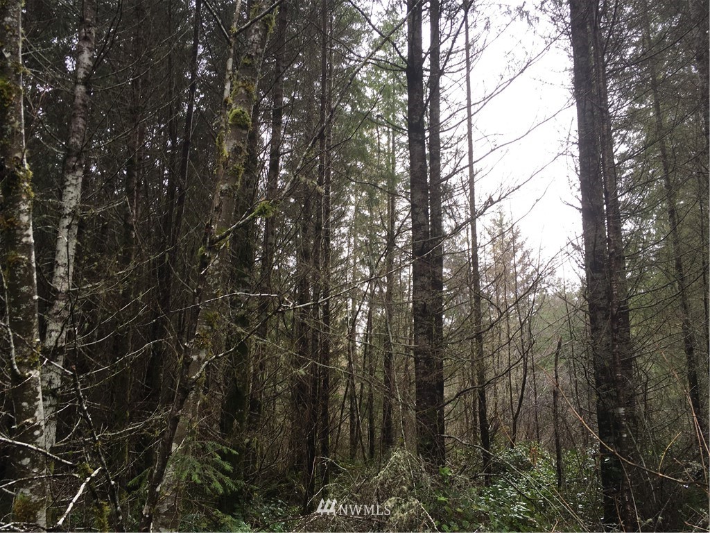 185 X Bunker Creek Road Chehalis, WA 98532 - Photo 12 of 12 Gallery Image 12