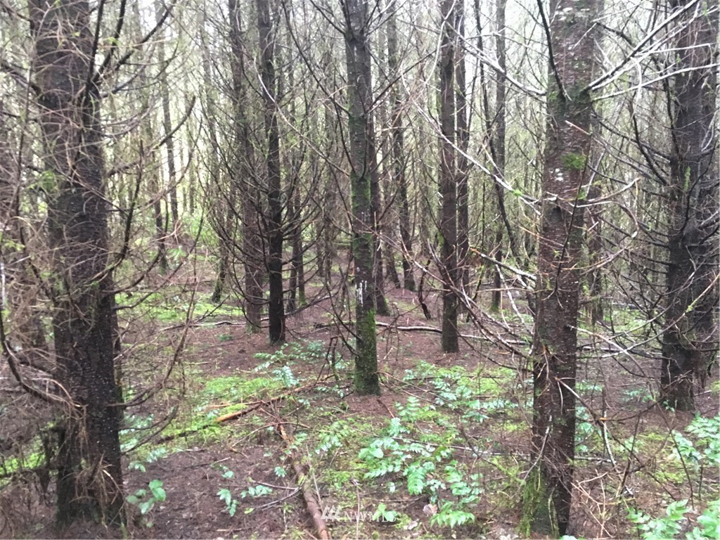 185 X Bunker Creek Road Chehalis, WA 98532 - Photo 10 of 12 Gallery Image 10