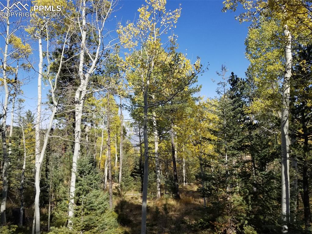 Forest Road Manitou Springs, CO 80829 - Photo 3 of 23