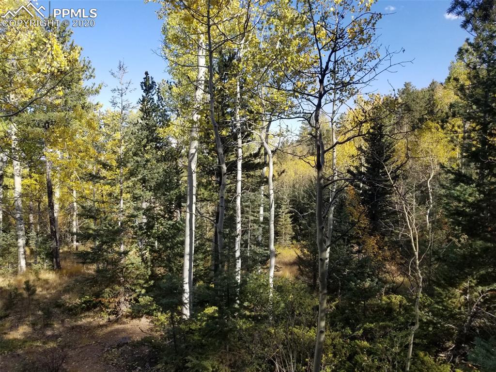 Forest Road Manitou Springs, CO 80829 - Photo 4 of 23