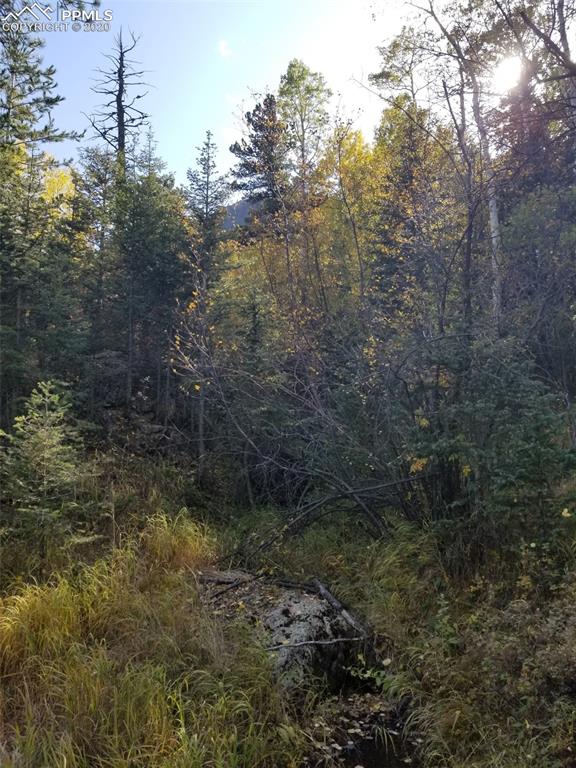 Forest Road Manitou Springs, CO 80829 - Photo 8 of 23