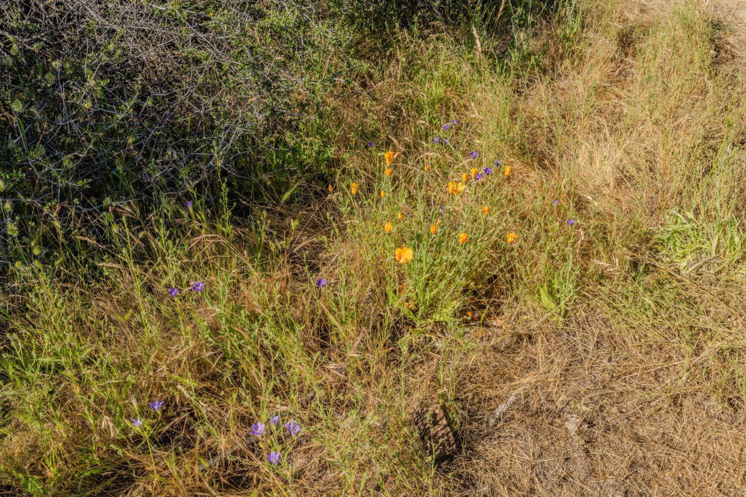 0 Schaefer Ranch Road Pioneer, CA 95666 - Photo 70 of 72
