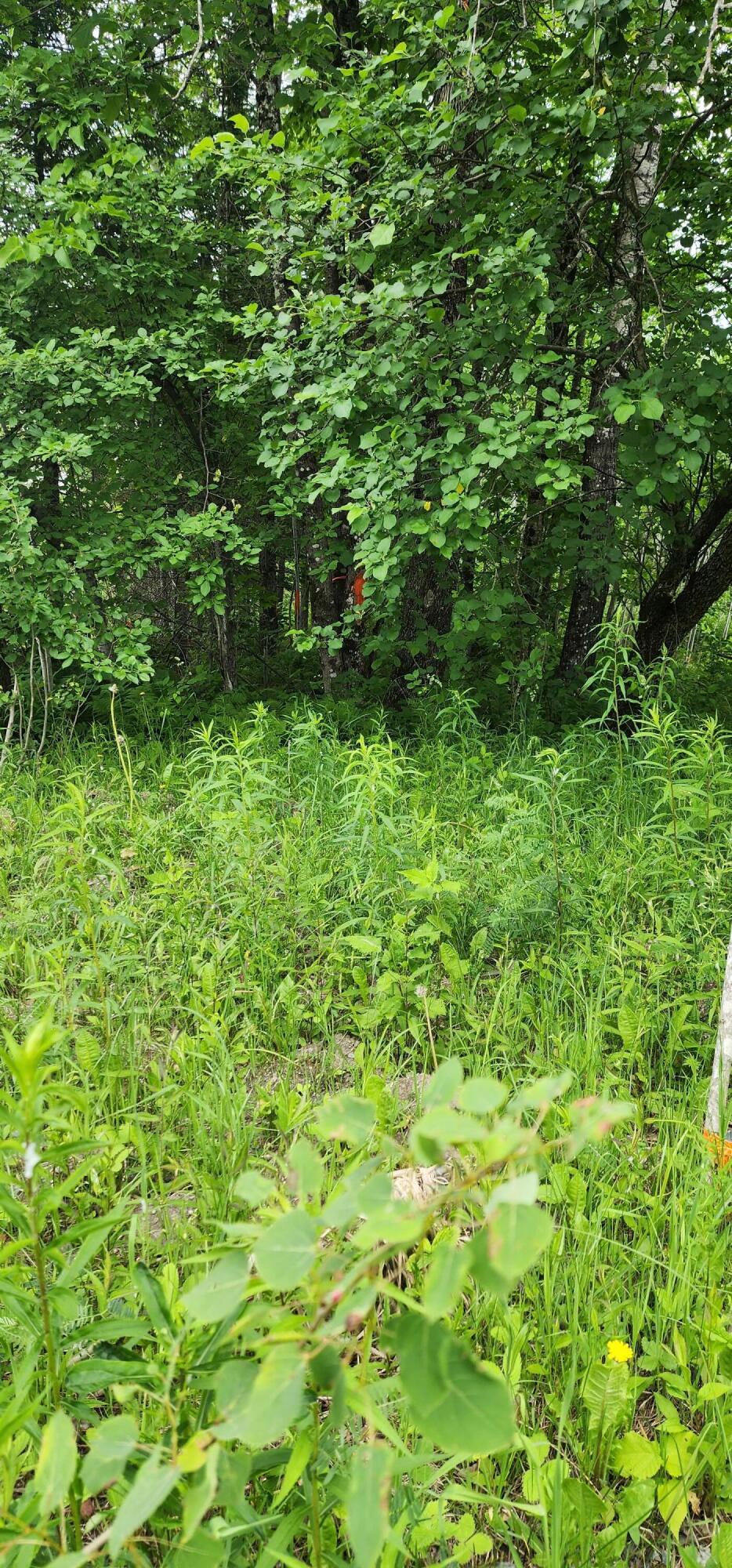 Off Houlton Road Island Falls, ME 04747 - Photo 10 of 13 20240617_130713