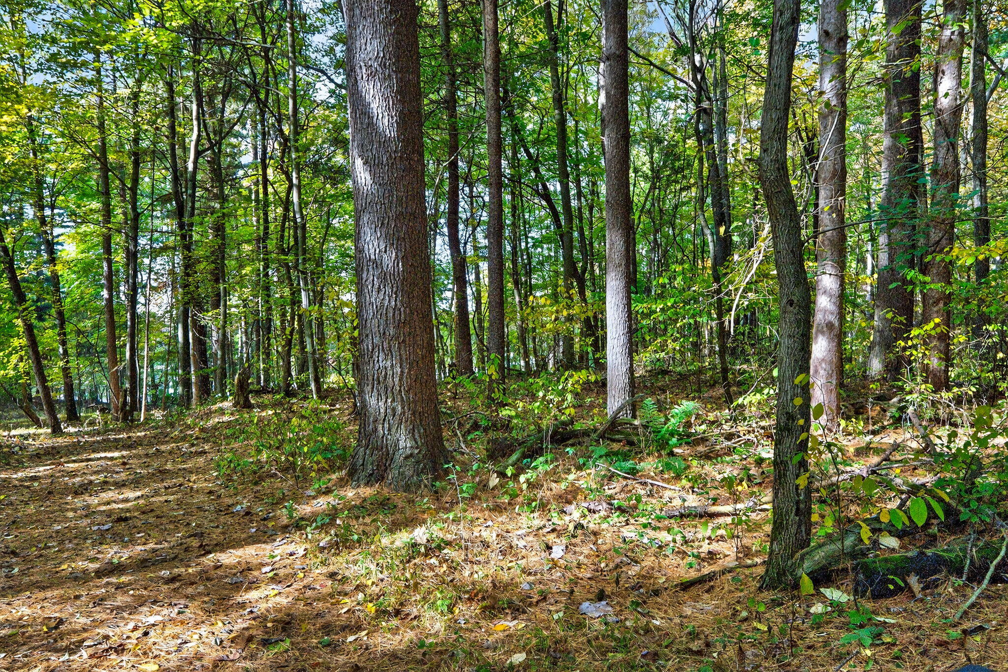 66561 Conrad Road Edwardsburg, MI 49112 - Photo 12 of 37 Yankee St-21