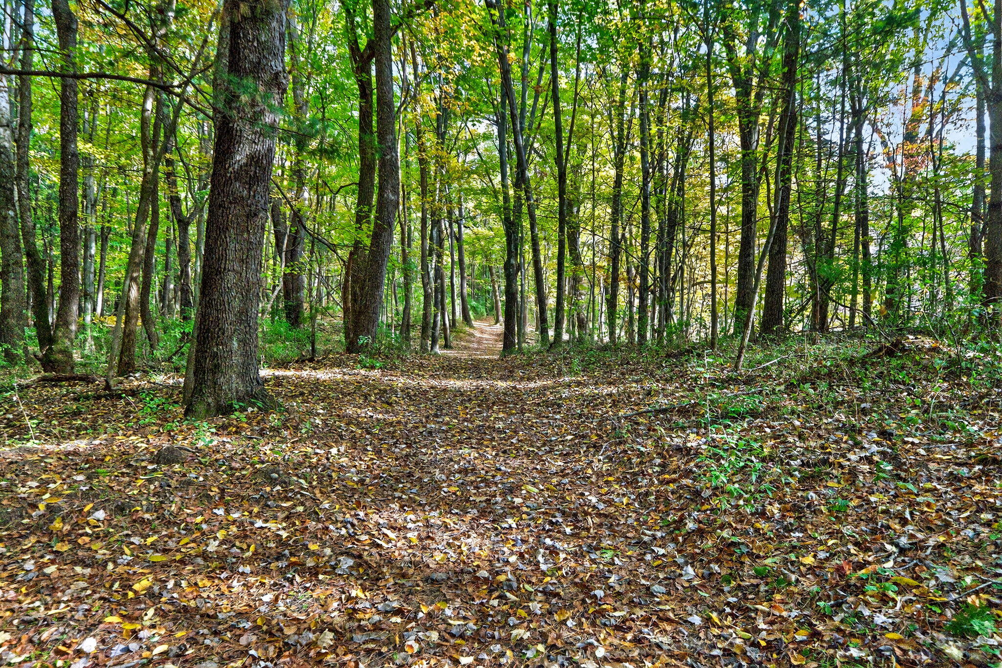 66561 Conrad Road Edwardsburg, MI 49112 - Photo 7 of 37 Yankee St-6