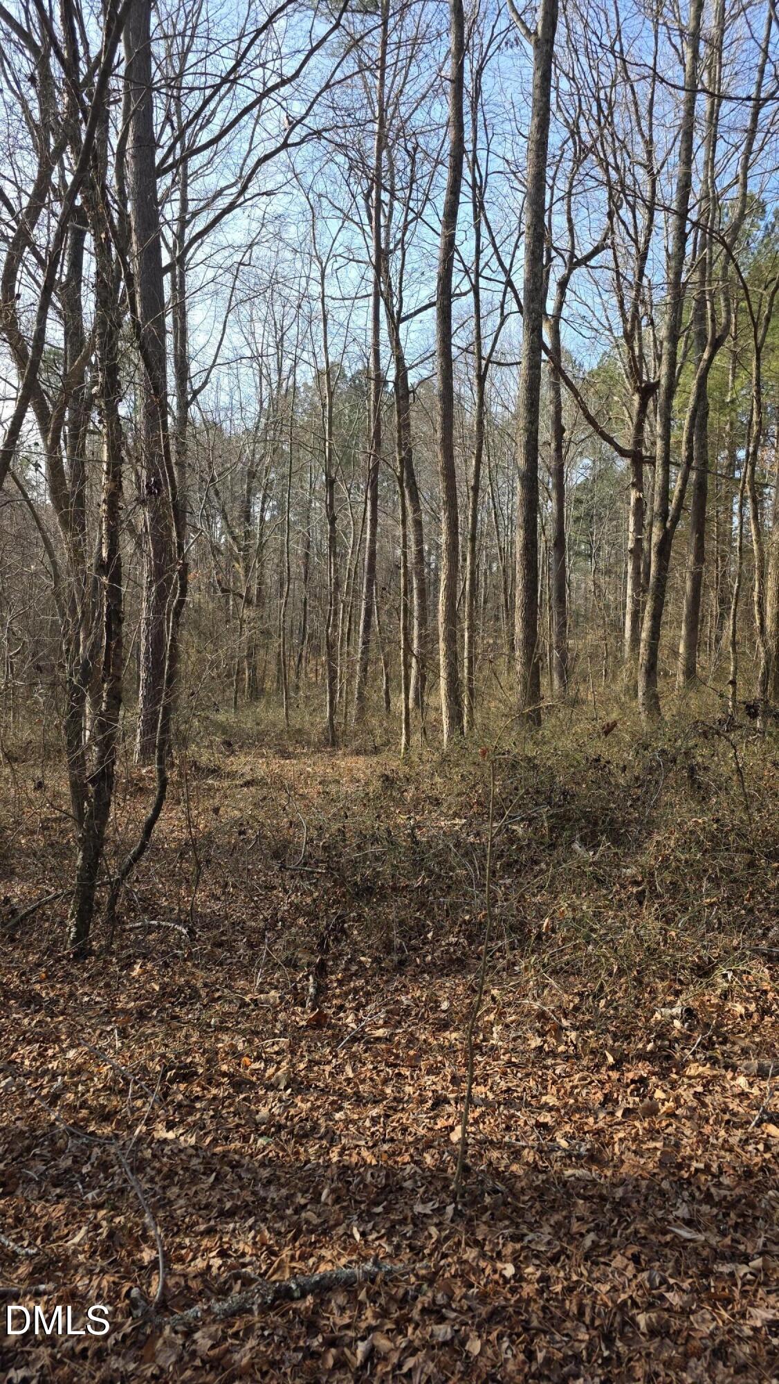 0 Gela Road Oxford, NC 27565 - Photo 2 of 7 a view of backyard with large trees