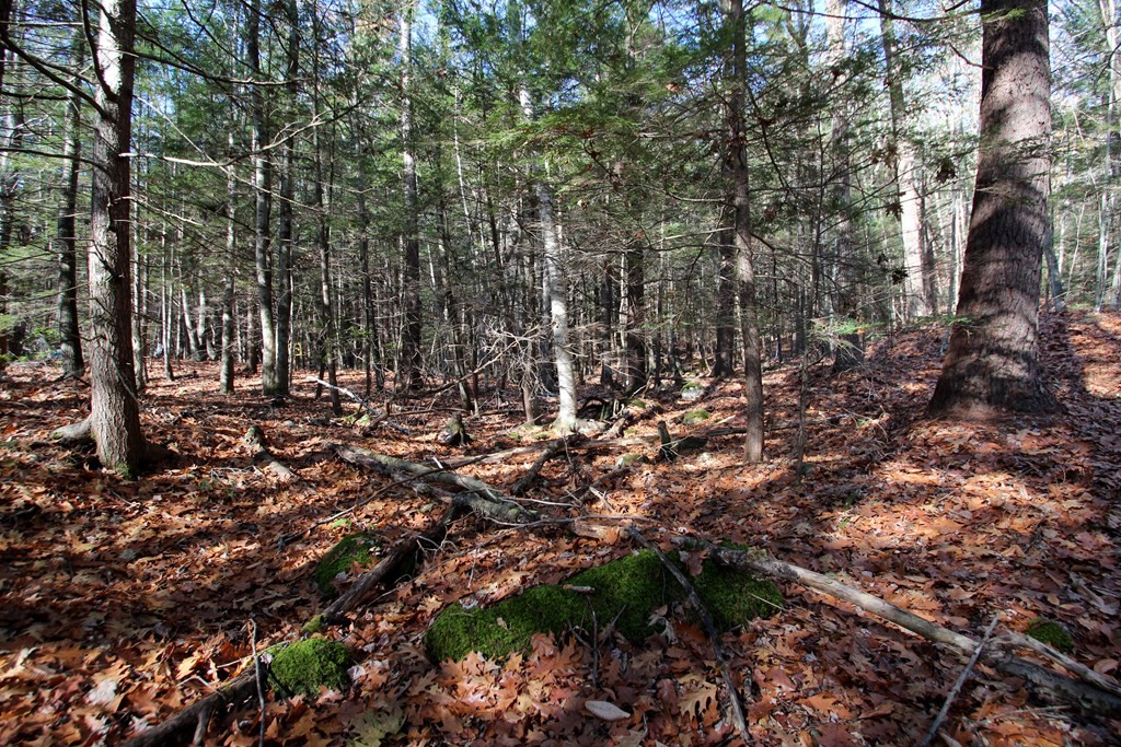 0 Lockes Village Road Wendell, MA 01379 - Photo 7 of 14 Gallery Image 7