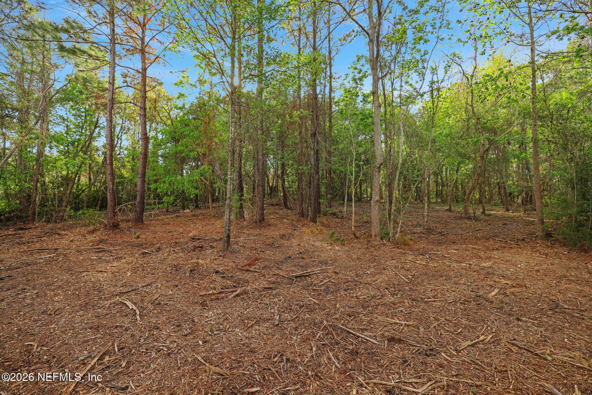 1133 Girvin Road Jacksonville, FL 32225 - Photo 41 of 69 a view of outdoor space with trees