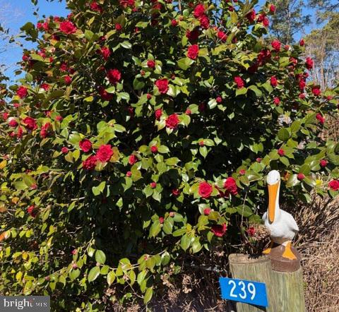 239 Lane Road Reedville, VA 22539 - Photo 53 of 61 Charming blooms and playful decor.