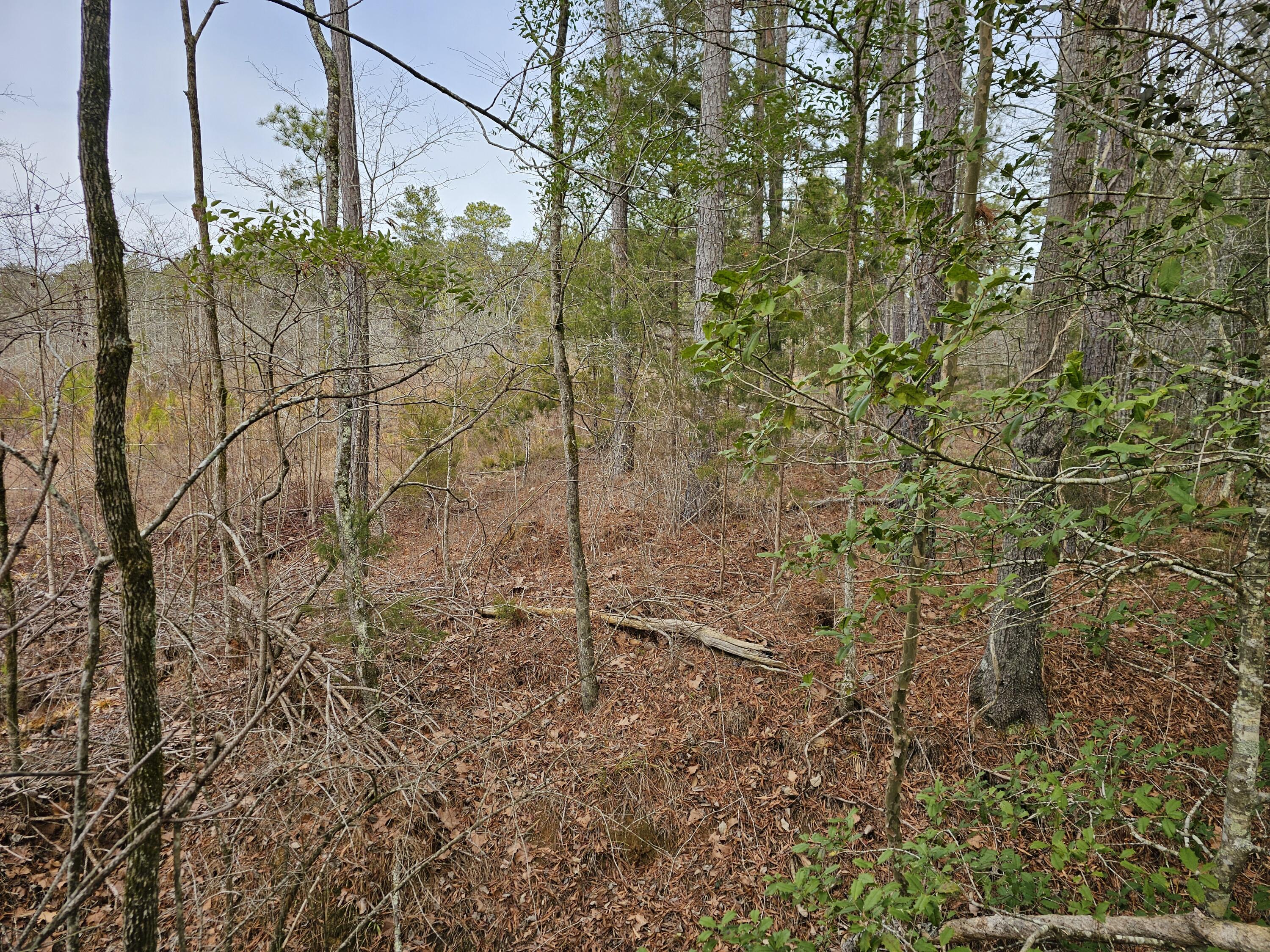 20-a (tbd) Ouzts Edgefield, SC 29824 - Photo 2 of 6 20240108_104120
