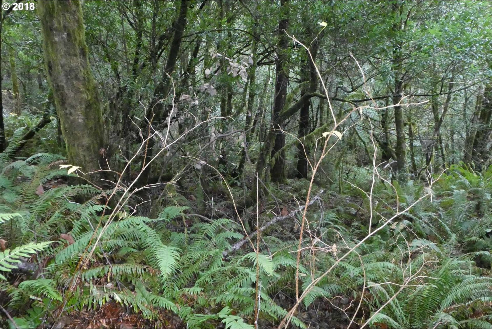 Jerrys Flat Road, Unit 399 Gold Beach, OR 97444 - Photo 13 of 23 Gallery Image 13