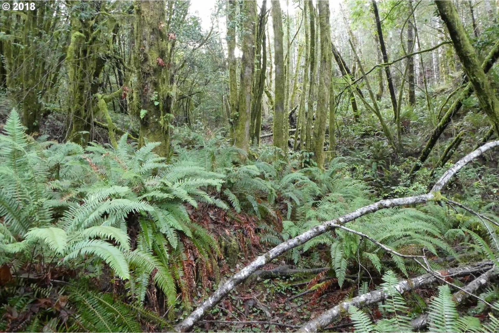 Jerrys Flat Road, Unit 399 Gold Beach, OR 97444 - Photo 5 of 23 Gallery Image 5
