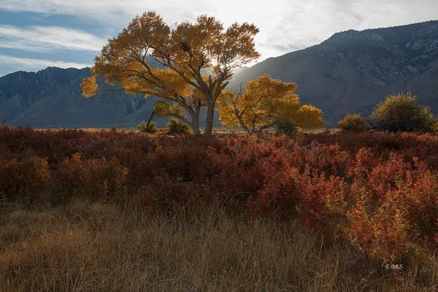 a view of tree in front of a house