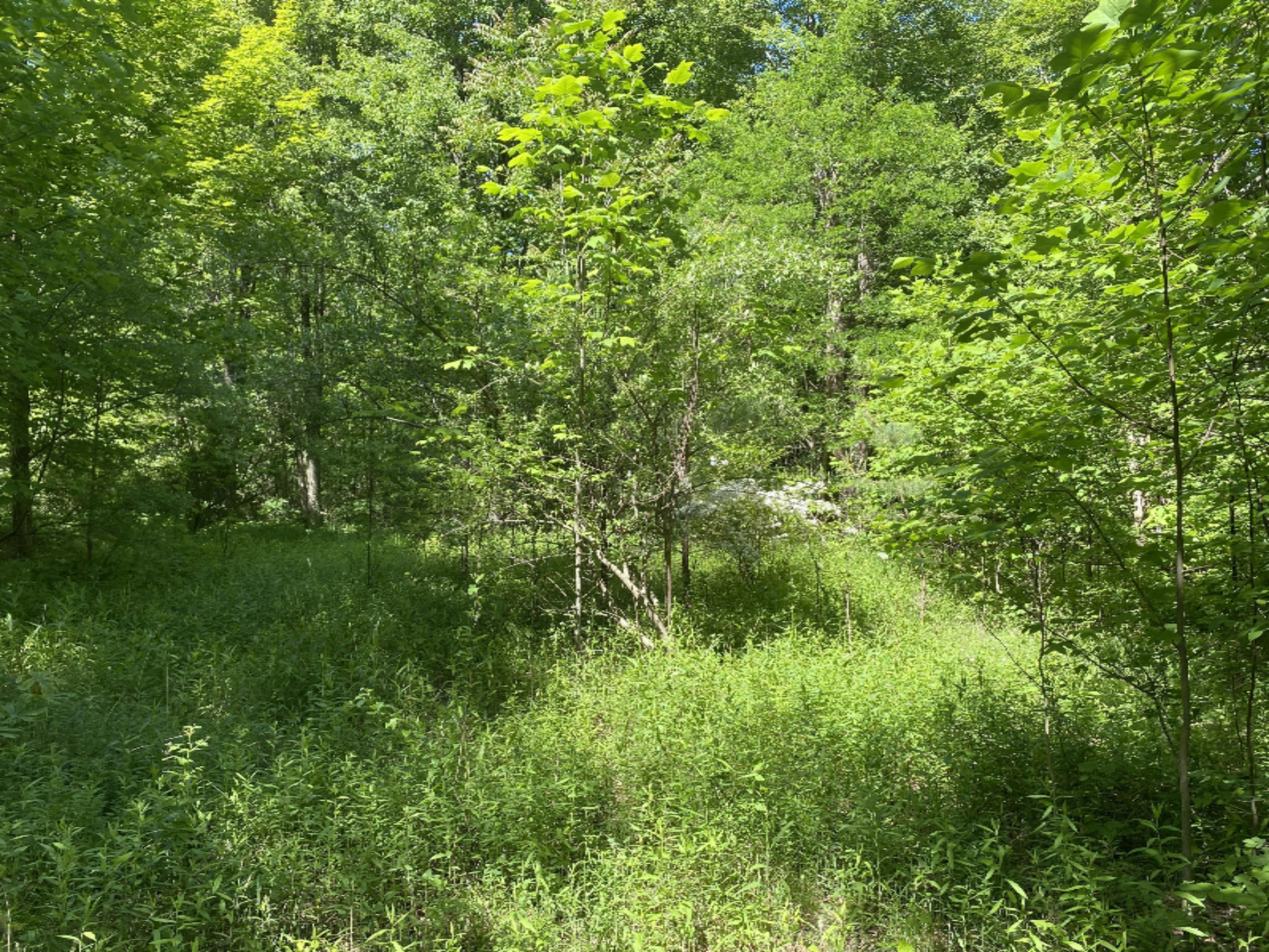 6716 West Youngren Road Three Oaks, MI 49128 - Photo 12 of 13 IMG_7646