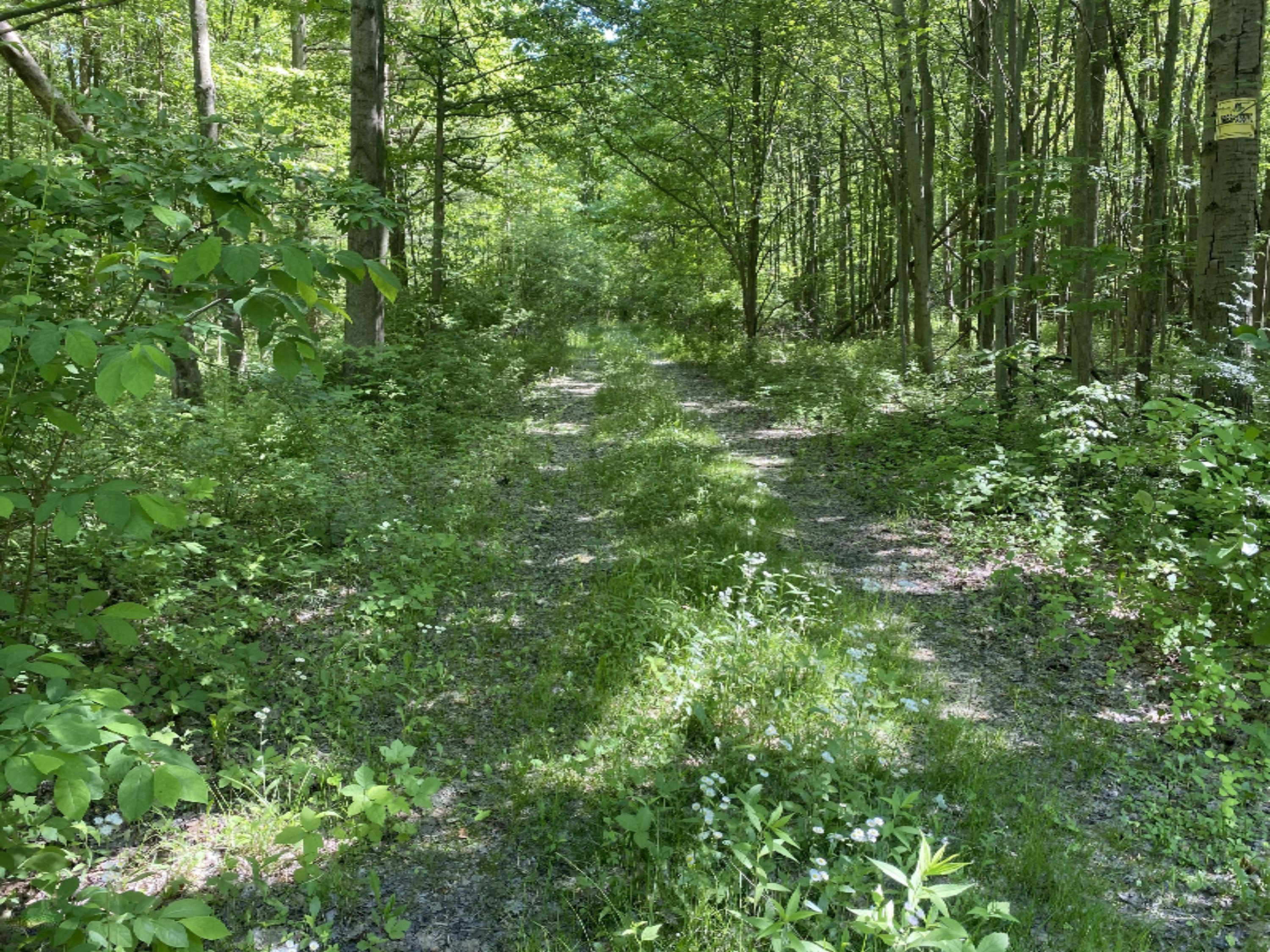 6716 West Youngren Road Three Oaks, MI 49128 - Photo 3 of 13 IMG_7633